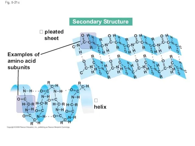 Fig. 5-21c Secondary Structure  pleated sheet Examples of amino acid subunits  helix