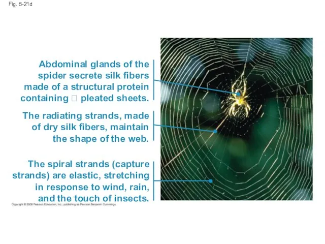 Fig. 5-21d Abdominal glands of the spider secrete silk fibers made