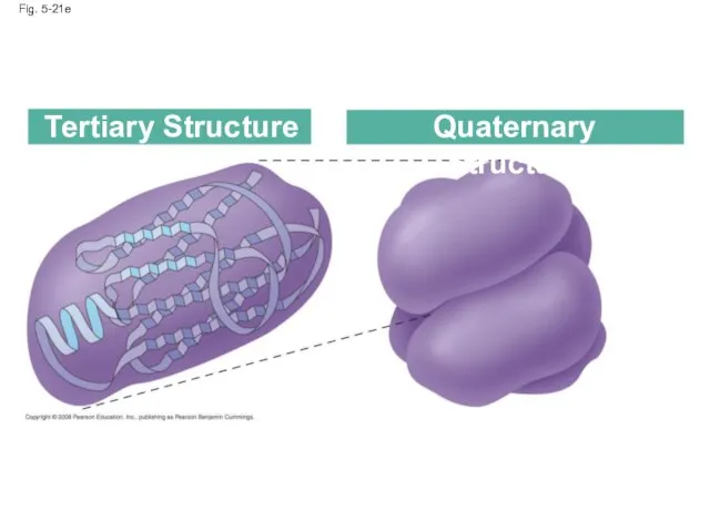 Fig. 5-21e Tertiary Structure Quaternary Structure