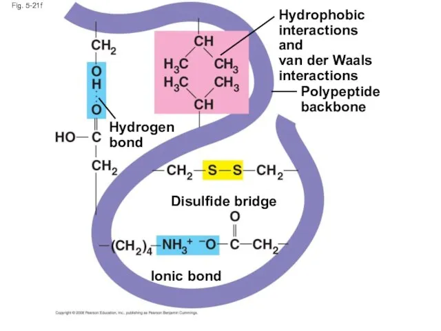 Fig. 5-21f Polypeptide backbone Hydrophobic interactions and van der Waals interactions