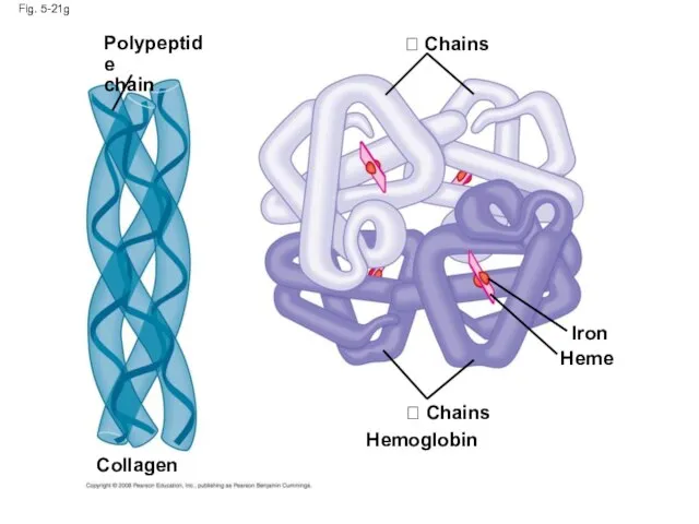 Fig. 5-21g Polypeptide chain  Chains Heme Iron  Chains Collagen Hemoglobin