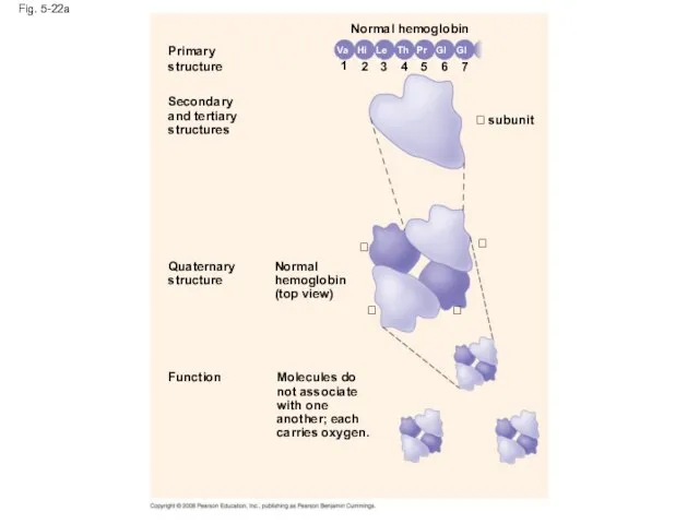 Fig. 5-22a Primary structure Secondary and tertiary structures Function Quaternary structure