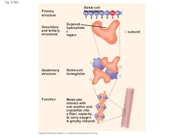 Fig. 5-22b Primary structure Secondary and tertiary structures Function Quaternary structure