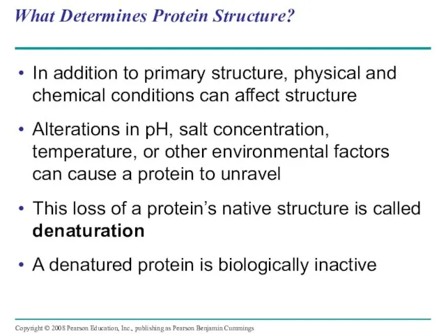 What Determines Protein Structure? In addition to primary structure, physical and