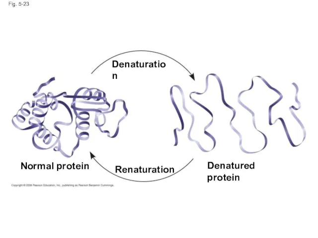 Fig. 5-23 Normal protein Denatured protein Denaturation Renaturation