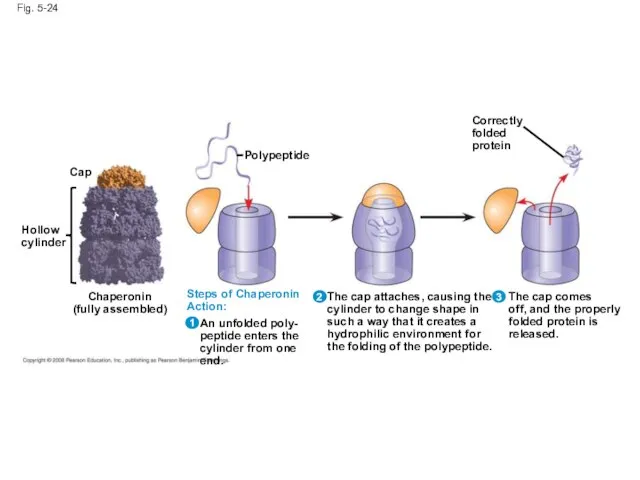 Fig. 5-24 Hollow cylinder Cap Chaperonin (fully assembled) Polypeptide Steps of