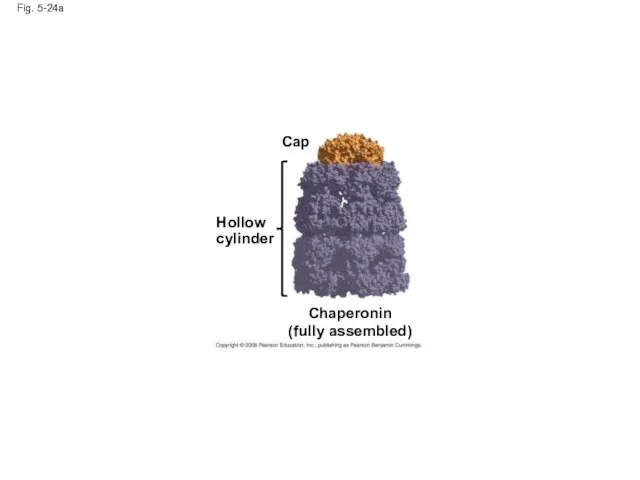 Fig. 5-24a Hollow cylinder Chaperonin (fully assembled) Cap