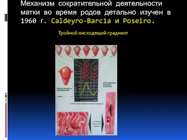 Механизм сократительной деятельности матки во время родов детально изучен в 1960