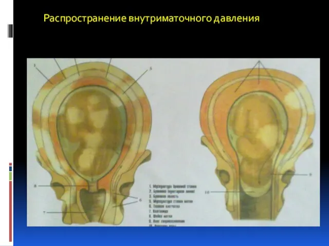 Распространение внутриматочного давления