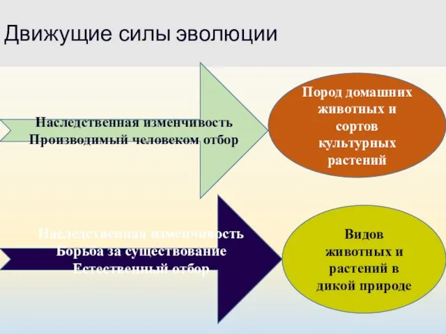 Движущие силы эволюции Наследственная изменчивость Производимый человеком отбор Пород домашних животных