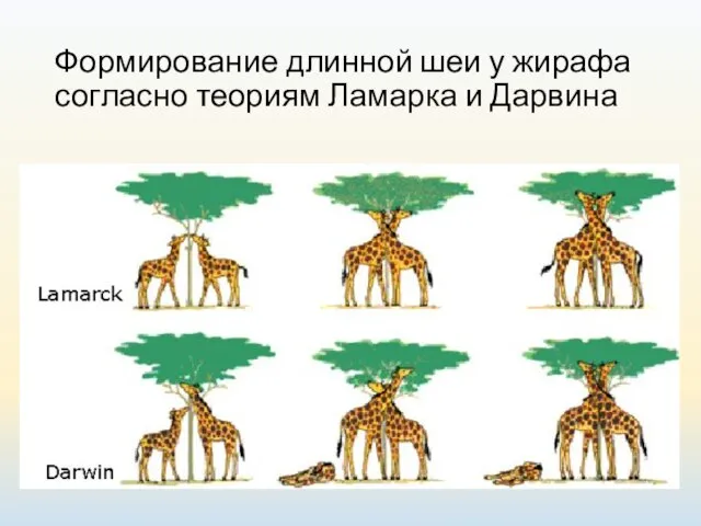 Формирование длинной шеи у жирафа согласно теориям Ламарка и Дарвина