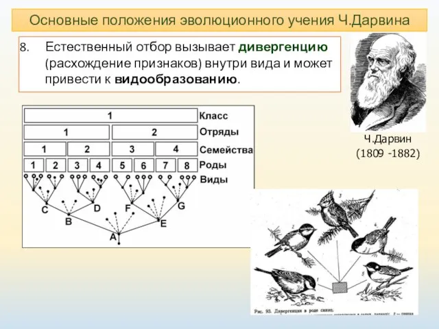 Основные положения эволюционного учения Ч.Дарвина Ч.Дарвин (1809 -1882) Естественный отбор вызывает