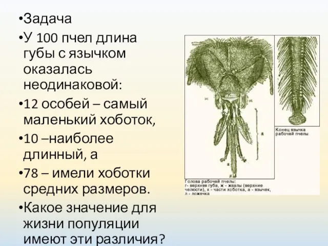 Задача У 100 пчел длина губы с язычком оказалась неодинаковой: 12