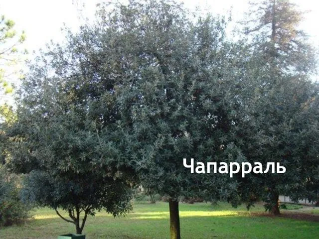 Чапарраль