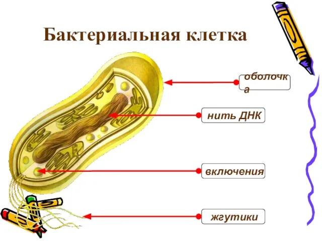 Бактериальная клетка