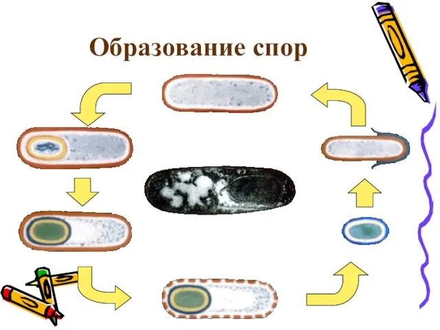 Образование спор