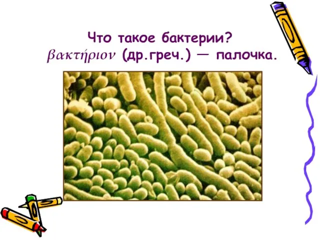 Что такое бактерии? βακτήριον (др.греч.) — палочка.