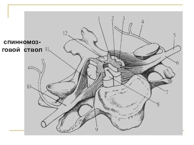 спинномоз- говой ствол