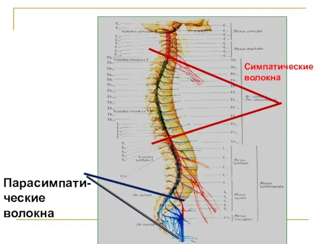 Парасимпати-ческие волокна Симпатические волокна