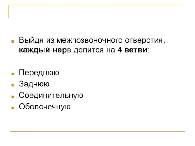 Выйдя из межпозвоночного отверстия, каждый нерв делится на 4 ветви: Переднюю Заднюю Соединительную Оболочечную