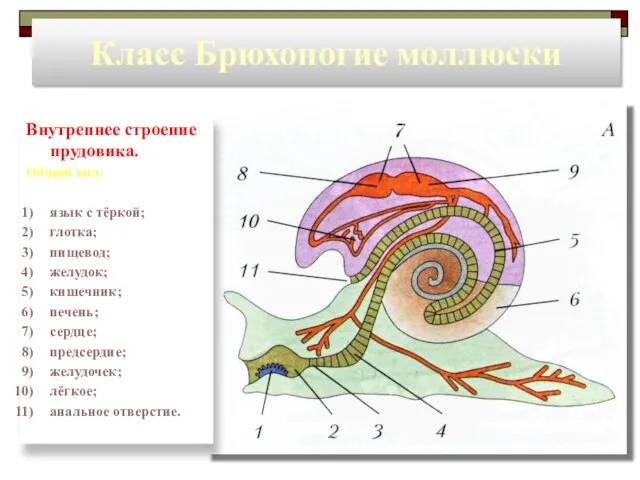 Класс Брюхоногие моллюски Внутреннее строение прудовика. Общий вид: язык с тёркой;