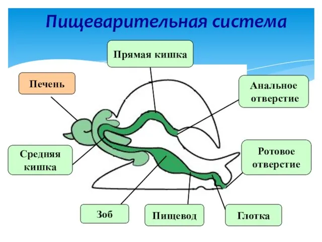 Пищеварительная система Анальное отверстие Ротовое отверстие Глотка Пищевод Зоб Средняя кишка Прямая кишка Печень