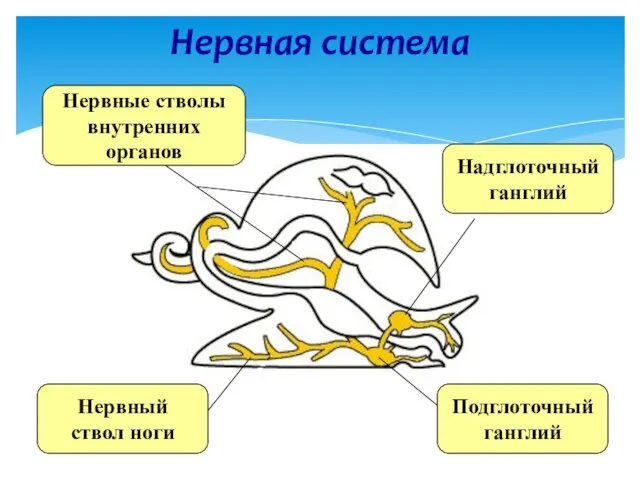 Нервная система Надглоточный ганглий Подглоточный ганглий Нервный ствол ноги Нервные стволы внутренних органов