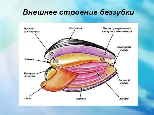 Внешнее строение беззубки