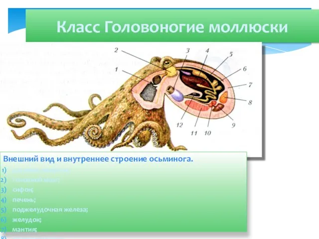 Класс Головоногие моллюски Внешний вид и внутреннее строение осьминога. роговые челюсти;
