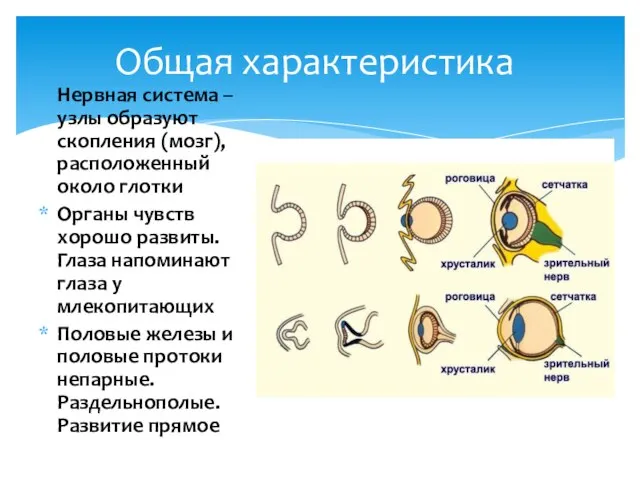 Нервная система – узлы образуют скопления (мозг), расположенный около глотки Органы