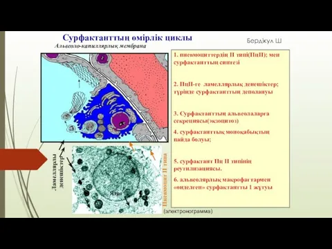 Сурфактанттың өмірлік циклы 1. пневмоциттердің II типі(ПцII); мен сурфактанттың синтезі 2.