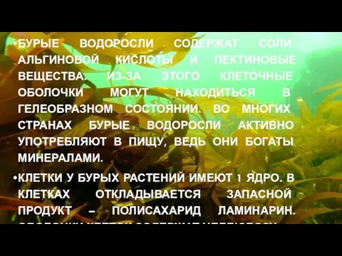 БУРЫЕ ВОДОРОСЛИ СОДЕРЖАТ СОЛИ АЛЬГИНОВОЙ КИСЛОТЫ И ПЕКТИНОВЫЕ ВЕЩЕСТВА. ИЗ-ЗА ЭТОГО