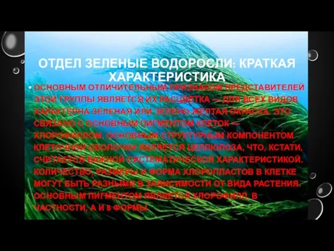 ОТДЕЛ ЗЕЛЕНЫЕ ВОДОРОСЛИ: КРАТКАЯ ХАРАКТЕРИСТИКА ОСНОВНЫМ ОТЛИЧИТЕЛЬНЫМ ПРИЗНАКОМ ПРЕДСТАВИТЕЛЕЙ ЭТОЙ ГРУППЫ