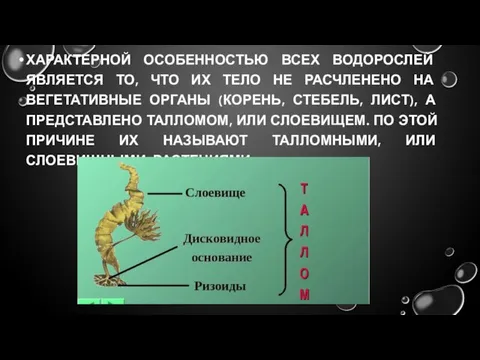 ХАРАКТЕРНОЙ ОСОБЕННОСТЬЮ ВСЕХ ВОДОРОСЛЕЙ ЯВЛЯЕТСЯ ТО, ЧТО ИХ ТЕЛО НЕ РАСЧЛЕНЕНО