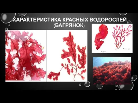 ХАРАКТЕРИСТИКА КРАСНЫХ ВОДОРОСЛЕЙ (БАГРЯНОК)