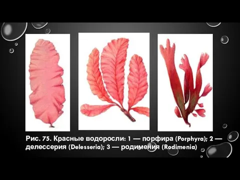 Рис. 75. Красные водоросли: 1 — порфира (Porphyra); 2 — делессерия (Delesseria); 3 — родимения (Rodimenia)