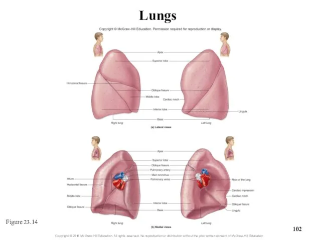 Figure 23.14 Lungs