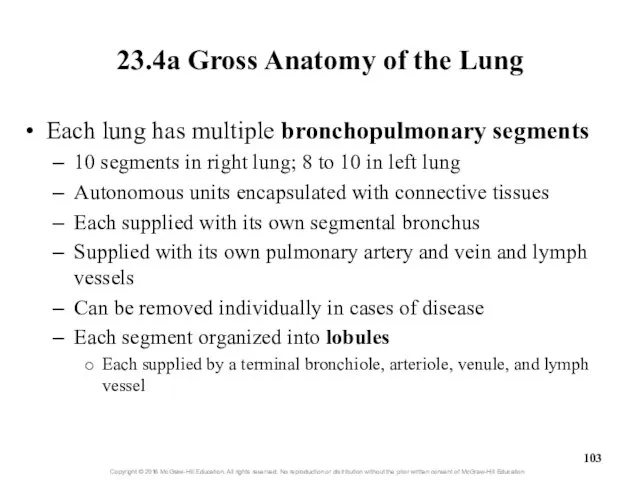 23.4a Gross Anatomy of the Lung Each lung has multiple bronchopulmonary