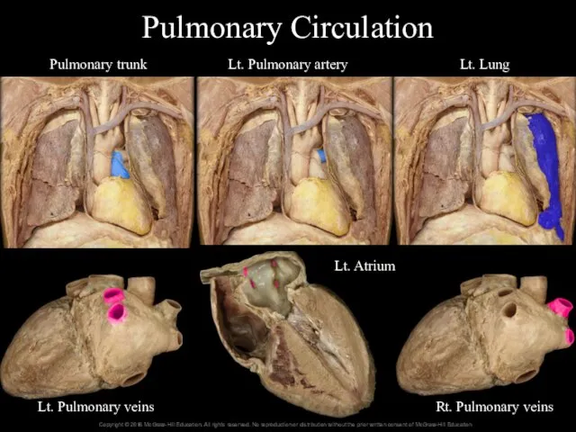 Pulmonary Circulation Pulmonary trunk Lt. Pulmonary artery Lt. Lung Lt. Pulmonary