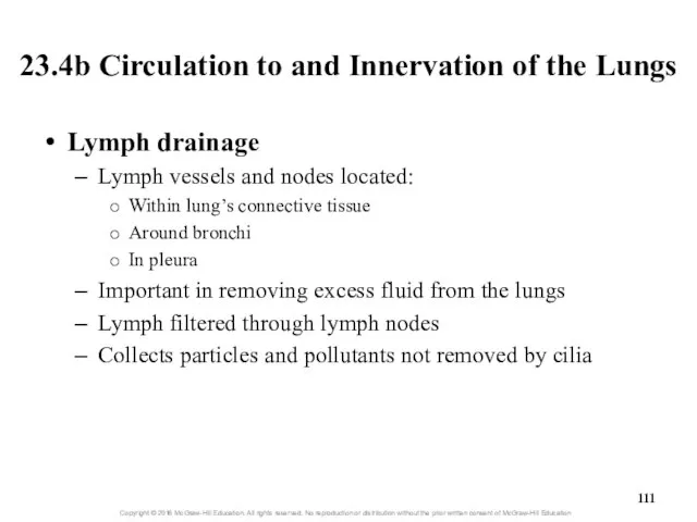 23.4b Circulation to and Innervation of the Lungs Lymph drainage Lymph