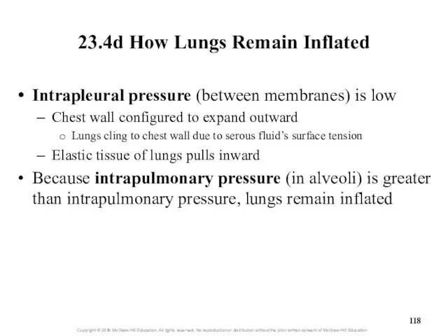 23.4d How Lungs Remain Inflated Intrapleural pressure (between membranes) is low