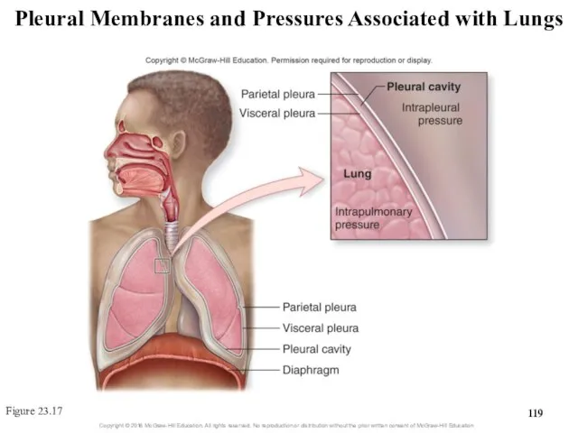 Pleural Membranes and Pressures Associated with Lungs Figure 23.17