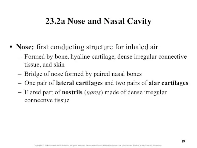 23.2a Nose and Nasal Cavity Nose: first conducting structure for inhaled