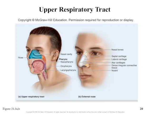 Upper Respiratory Tract Figure 23.3a,b