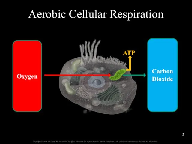 Aerobic Cellular Respiration Oxygen Carbon Dioxide ATP