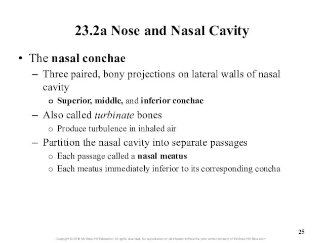 23.2a Nose and Nasal Cavity The nasal conchae Three paired, bony