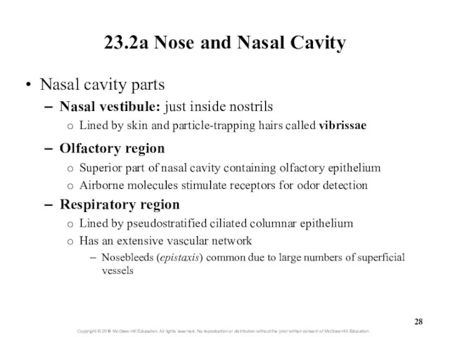 23.2a Nose and Nasal Cavity Nasal cavity parts Nasal vestibule: just