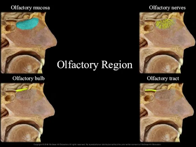 Olfactory Region 16- Olfactory tract Olfactory bulb Olfactory nerves Olfactory mucosa