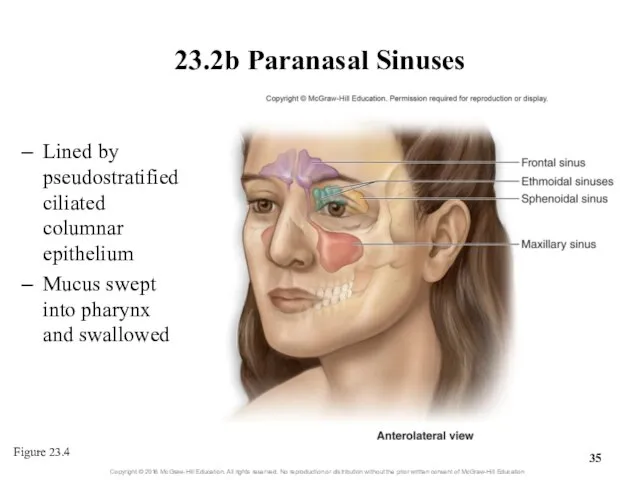 23.2b Paranasal Sinuses Lined by pseudostratified ciliated columnar epithelium Mucus swept