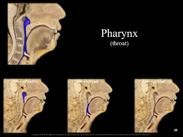 Nasopharynx Oropharynx Laryngopharynx Pharynx (throat)